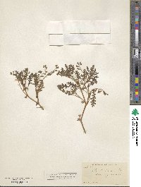 Phacelia ivesiana image