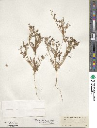 Phacelia ivesiana image