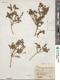 Phacelia ivesiana image