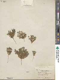 Phacelia ivesiana image