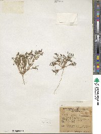 Phacelia ivesiana image