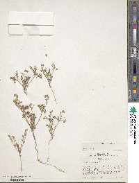 Phacelia ivesiana image