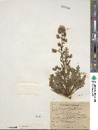 Phacelia intermedia image