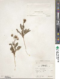 Phacelia intermedia image