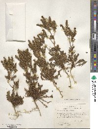 Phacelia intermedia image