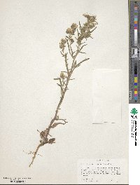 Phacelia linearis image