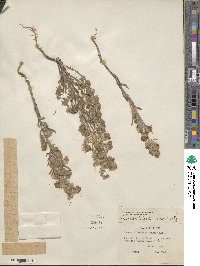 Phacelia linearis image