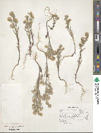 Phacelia linearis image