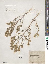 Phacelia linearis image