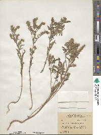 Phacelia linearis image