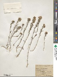 Phacelia linearis image