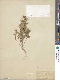 Phacelia linearis image