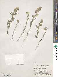 Phacelia linearis image