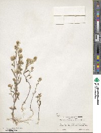 Phacelia linearis image