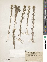 Phacelia linearis image