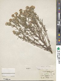 Phacelia linearis image