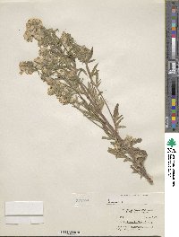 Phacelia linearis image