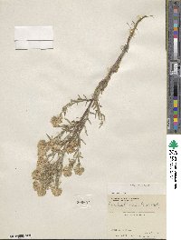 Phacelia linearis image