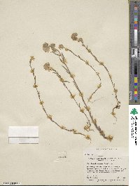 Phacelia linearis image