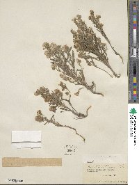 Phacelia linearis image