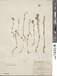 Phacelia linearis image