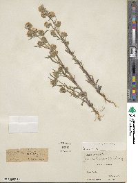 Phacelia linearis image