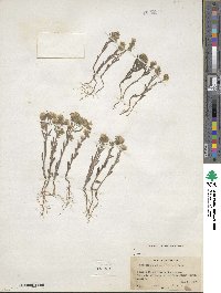 Phacelia linearis image