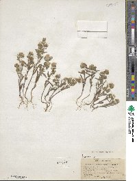 Phacelia linearis image