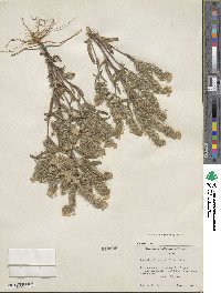 Phacelia linearis image