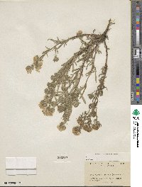 Phacelia linearis image