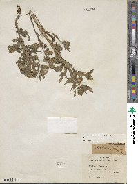 Phacelia linearis image