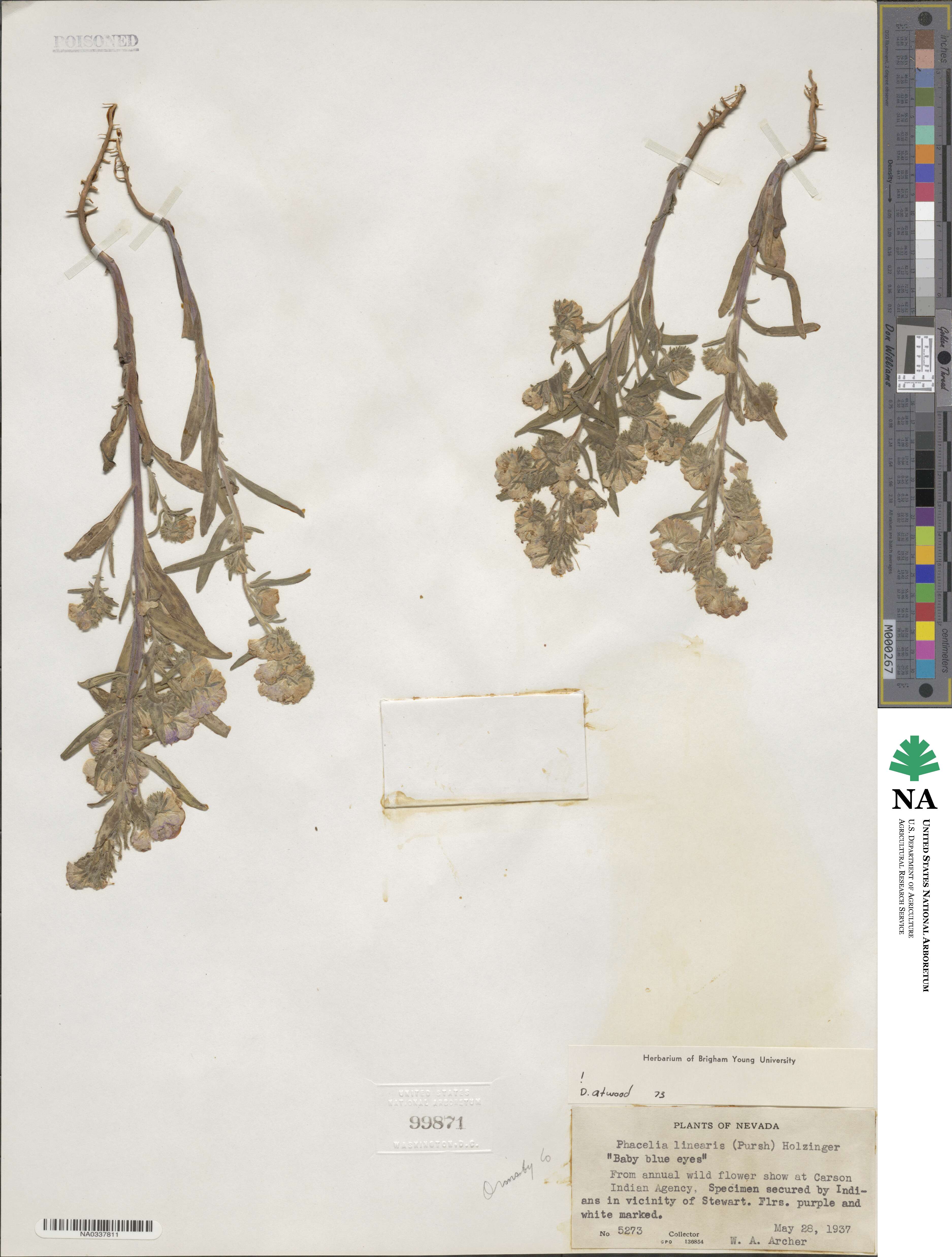 Phacelia linearis image