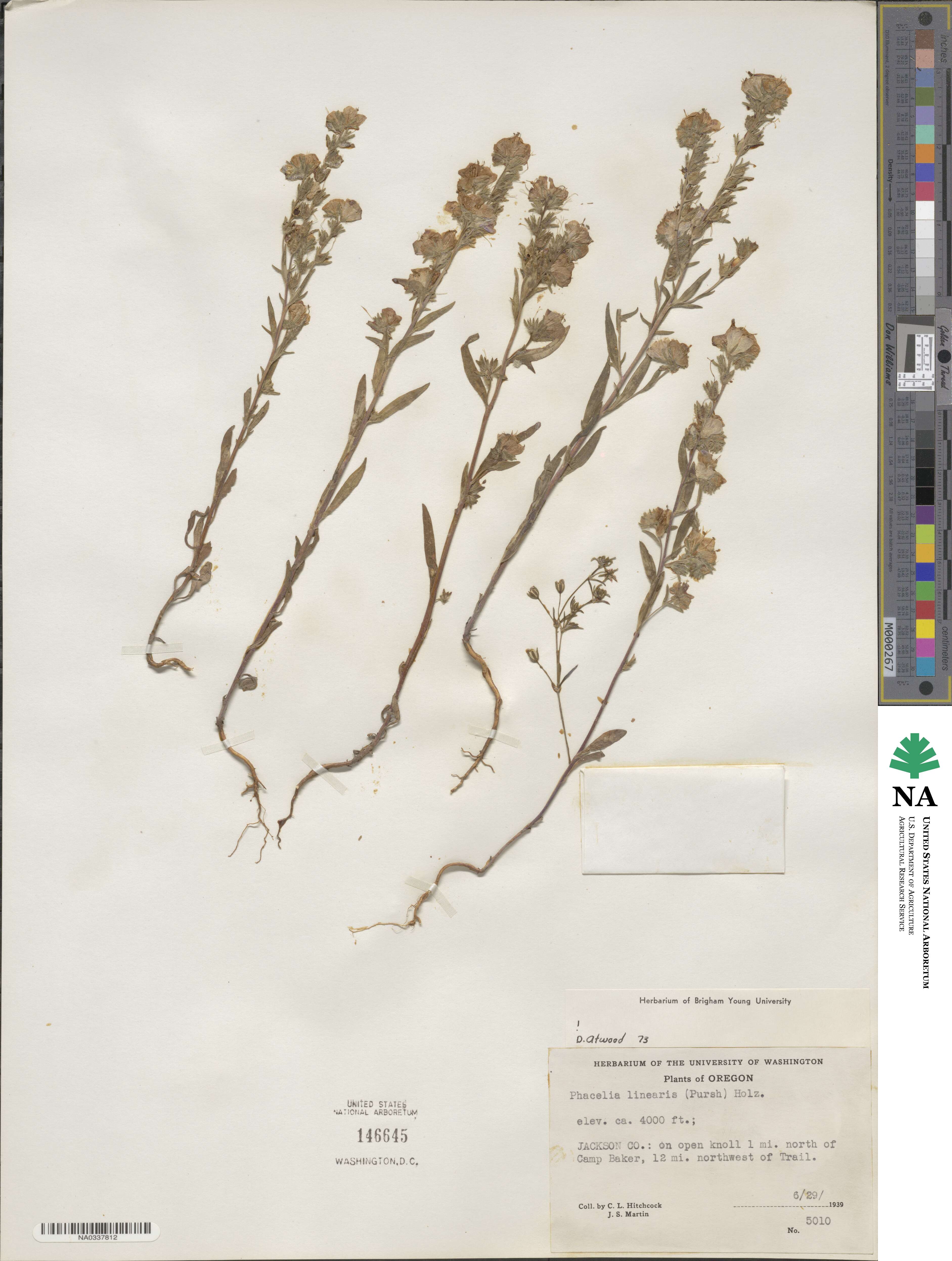 Phacelia linearis image