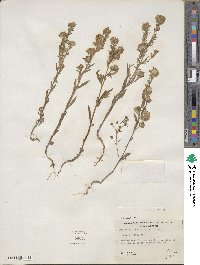 Phacelia linearis image