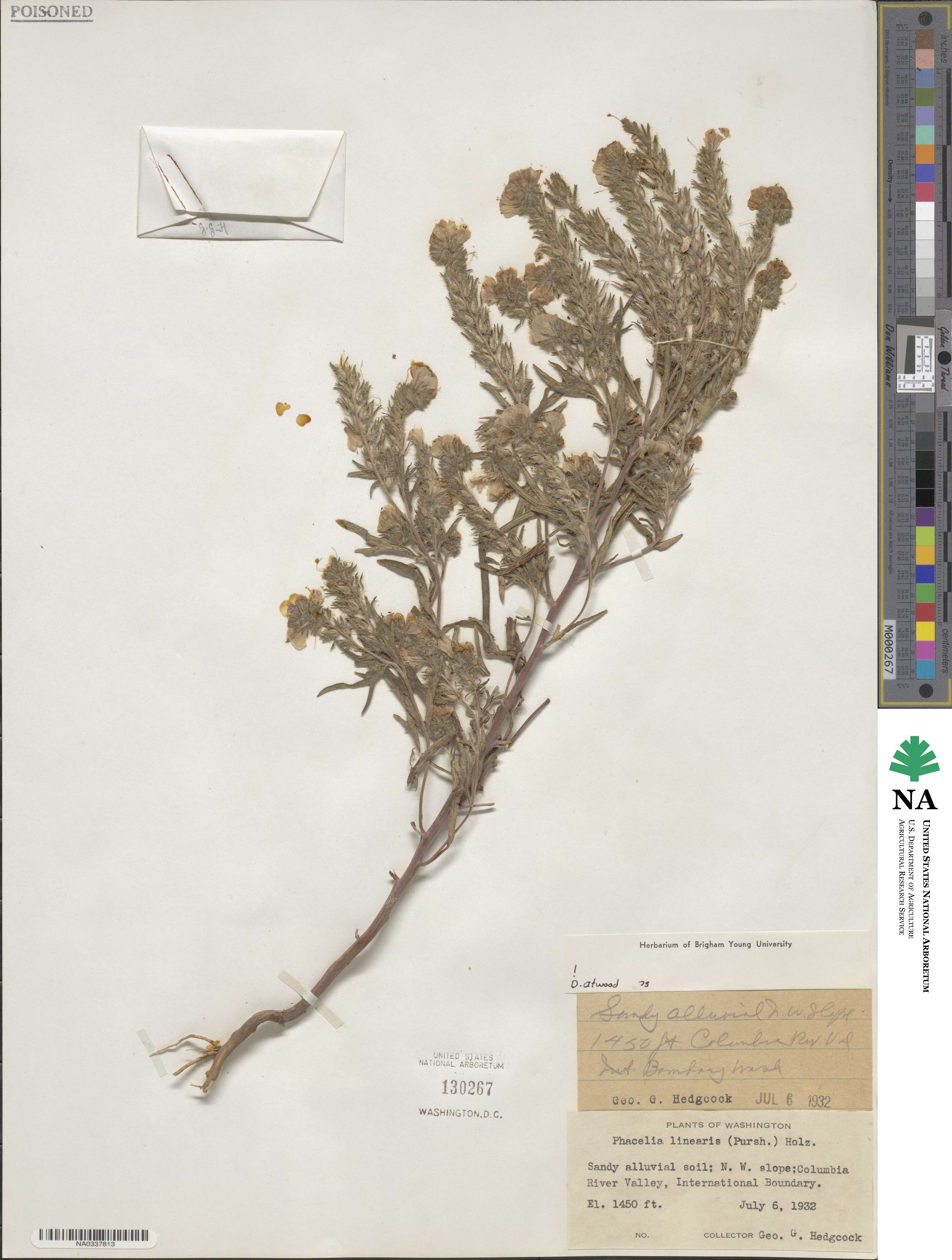 Phacelia linearis image