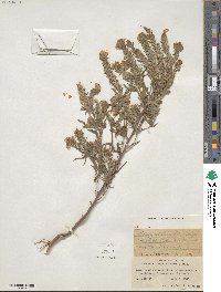 Phacelia linearis image