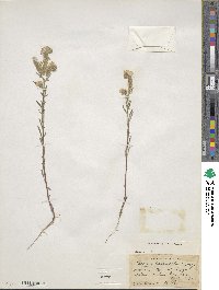 Phacelia linearis image