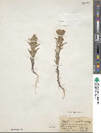 Phacelia linearis image