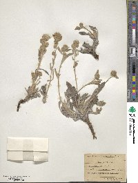 Phacelia hastata image