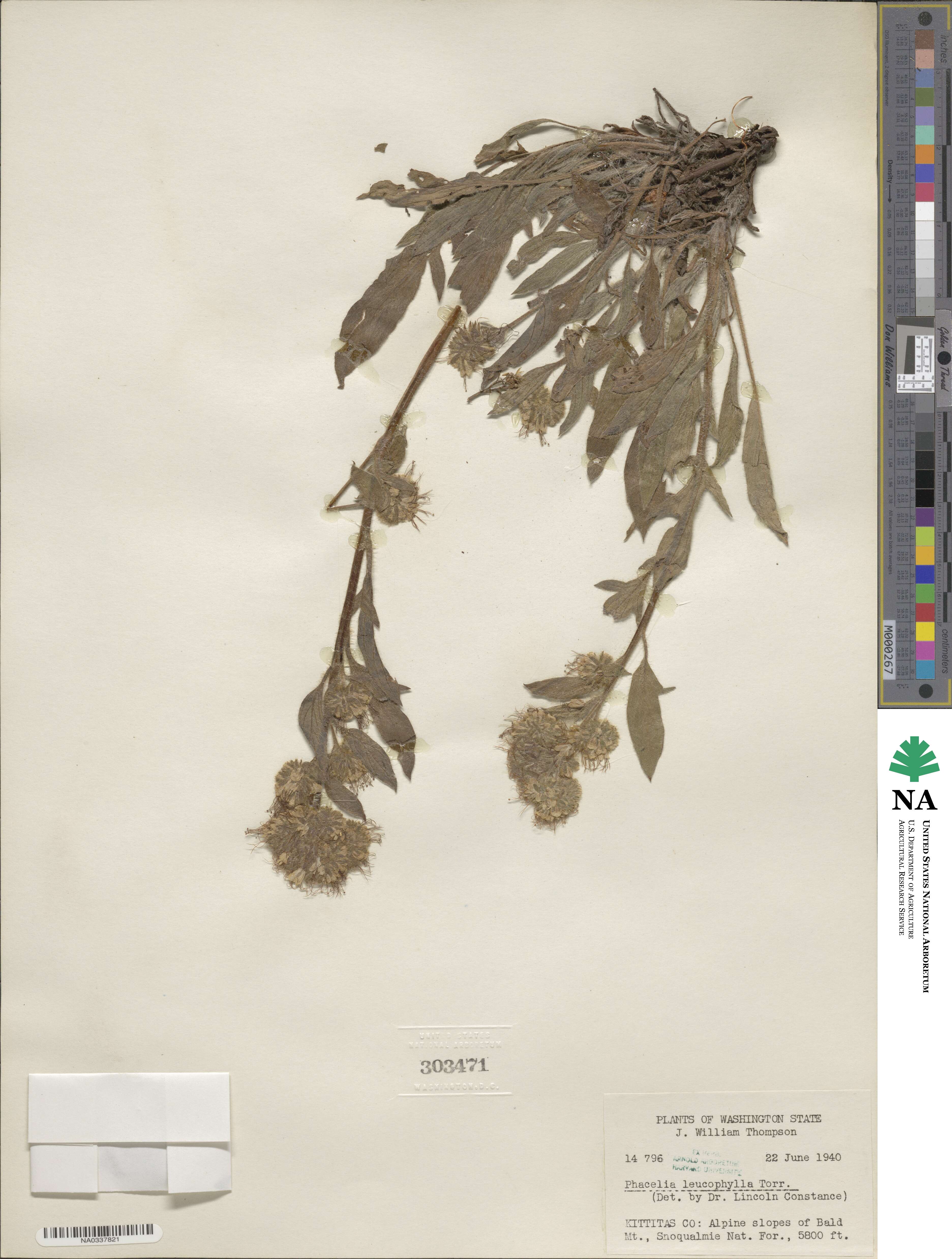 Phacelia hastata image