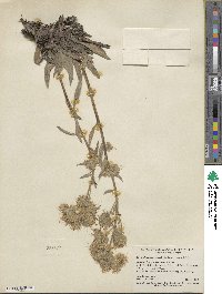 Phacelia hastata image