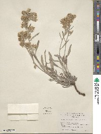 Phacelia hastata image