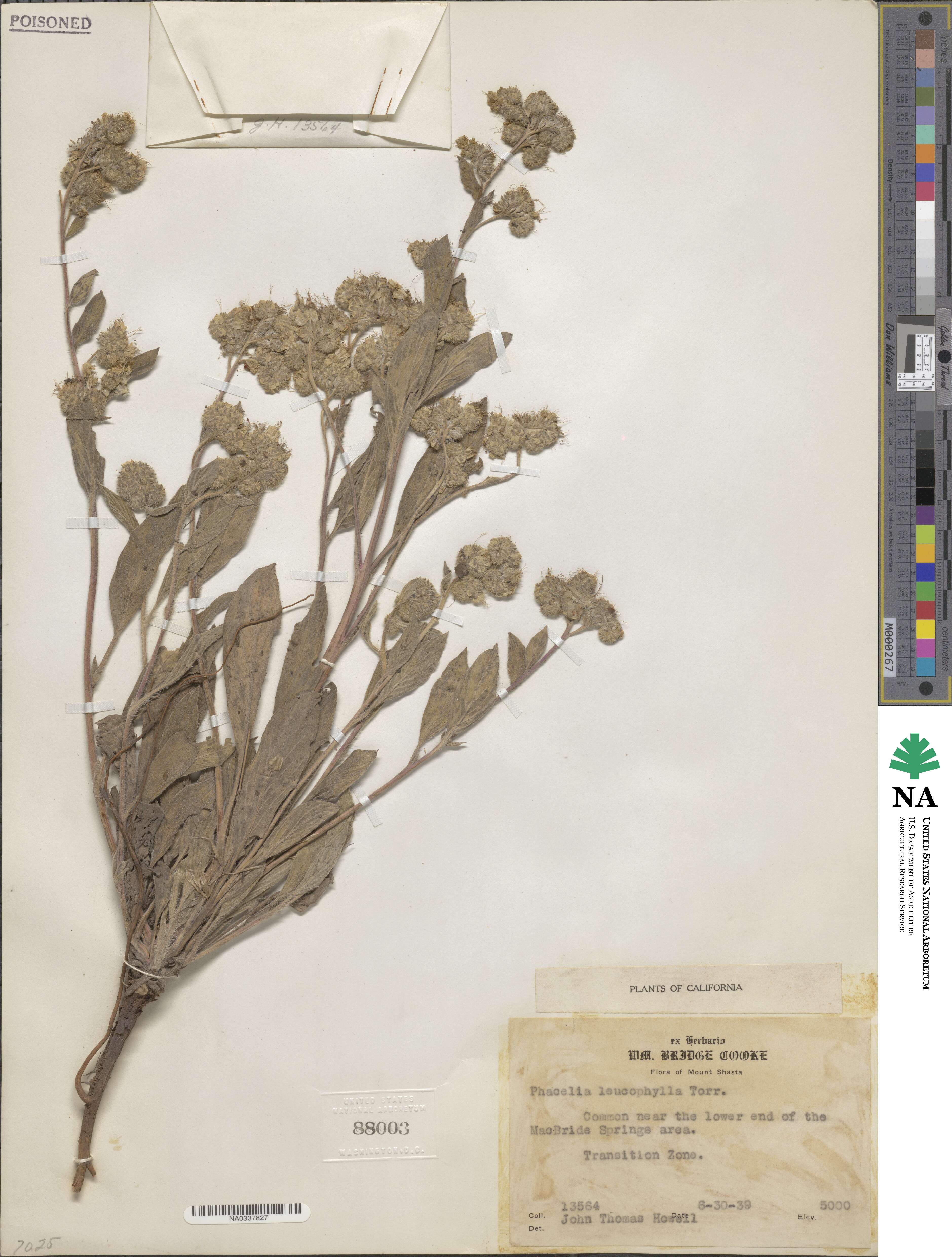 Phacelia hastata image