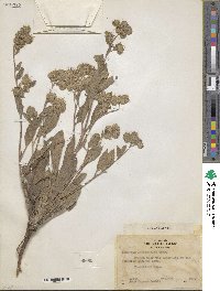 Phacelia hastata image