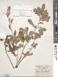 Phacelia hastata image