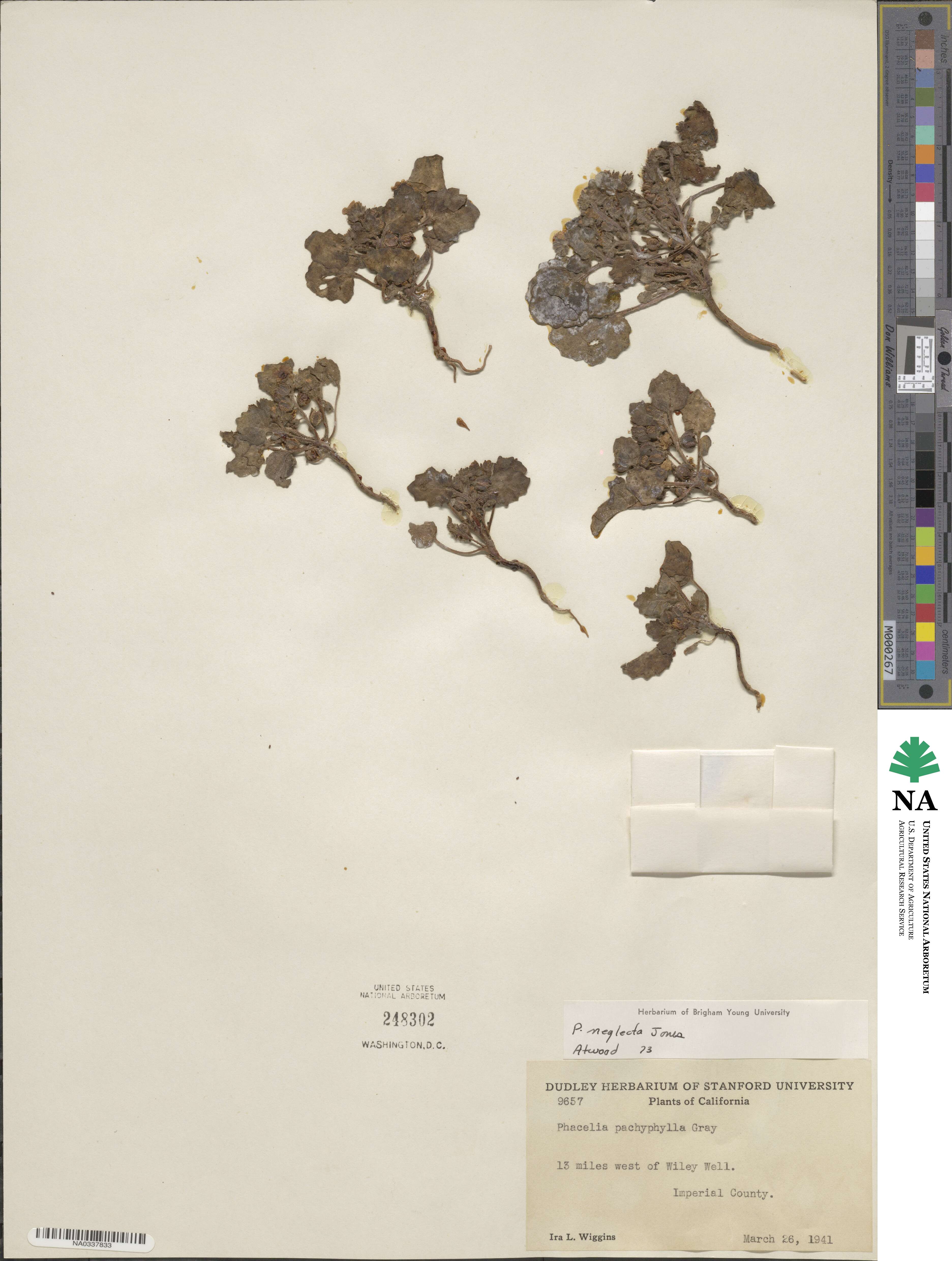 Phacelia neglecta image