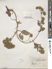 Phacelia mutabilis image