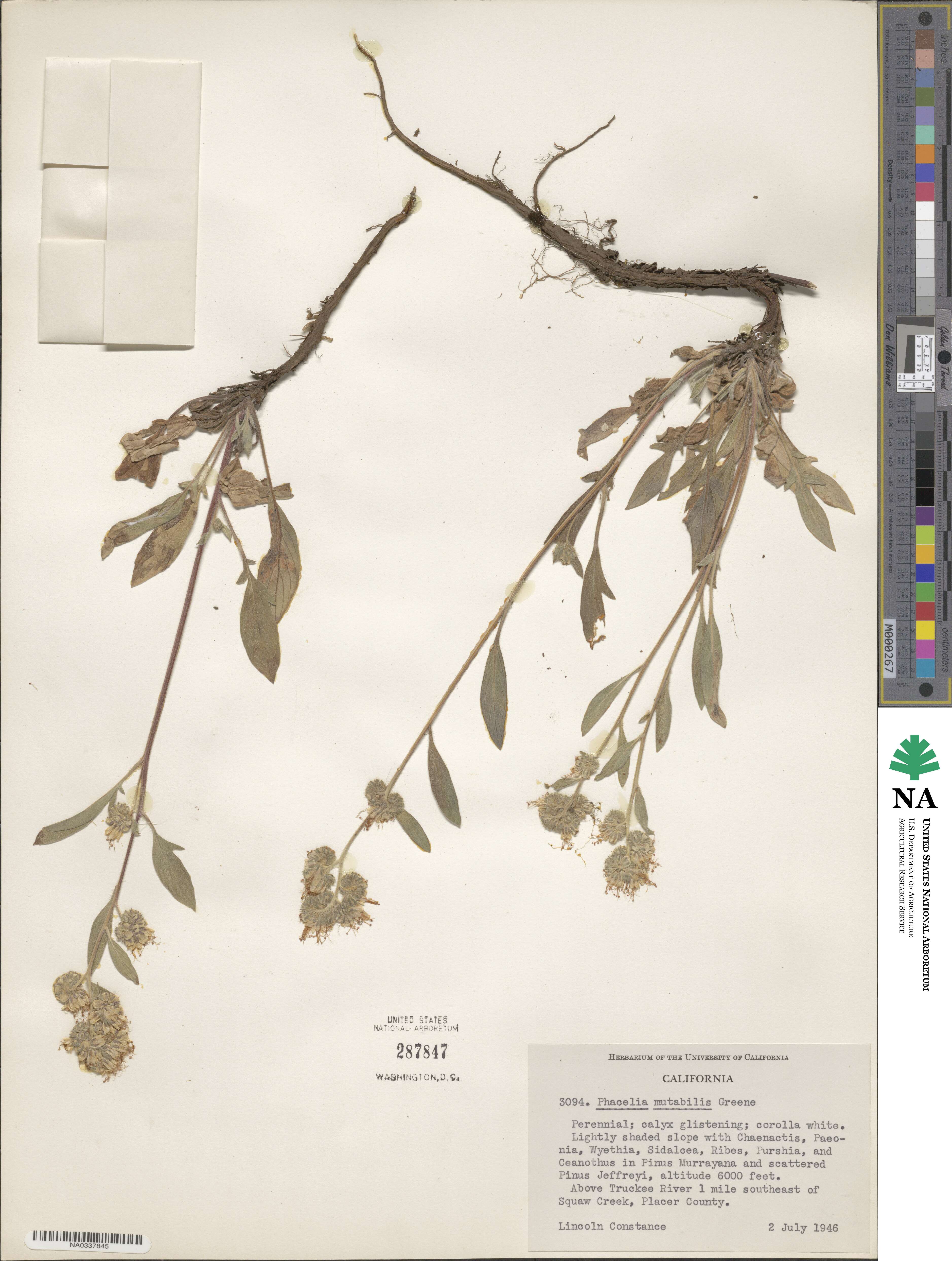 Phacelia mutabilis image