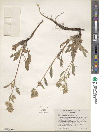 Phacelia mutabilis image