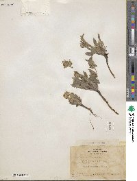 Phacelia mutabilis image